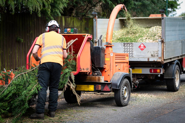 Tree Removal for Businesses in Addis, LA